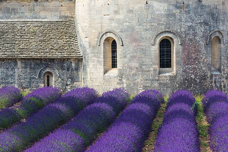 The ancient abbey of Sénanque, located a few kilometers from the picturesque village of Gordes The ancient abbey of Sénanque, located a few kilometers from the picturesque village of Gordes