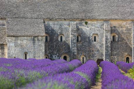 The ancient abbey of Sénanque, located a few kilometers from the picturesque village of Gordes The ancient abbey of Sénanque, located a few kilometers from the picturesque village of Gordes