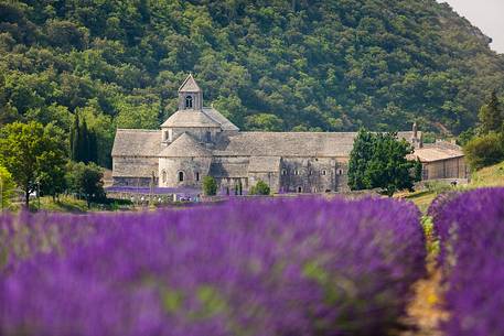 The ancient abbey of Sénanque, located a few kilometers from the picturesque village of Gordes The ancient abbey of Sénanque, located a few kilometers from the picturesque village of Gordes