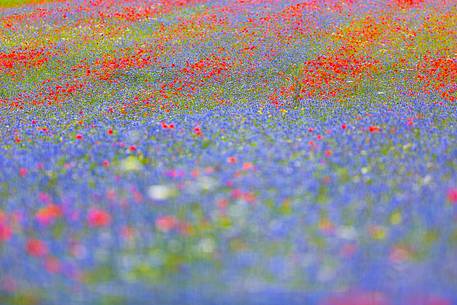 Castelluccio lentil fields, red poppies and blue cornflowers