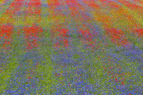 Castelluccio lentil fields, red poppies and blue cornflowers
