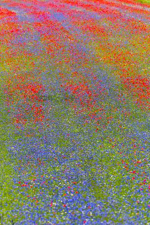 Castelluccio lentil fields, red poppies and blue cornflowers