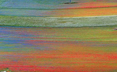 Color fields in Castelluccio