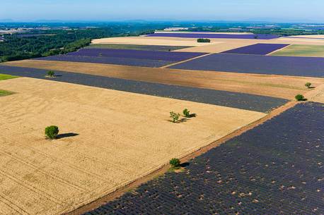 Lavender fields of Provence seen from above