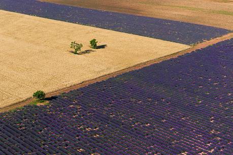 Lavender fields of Provence seen from above