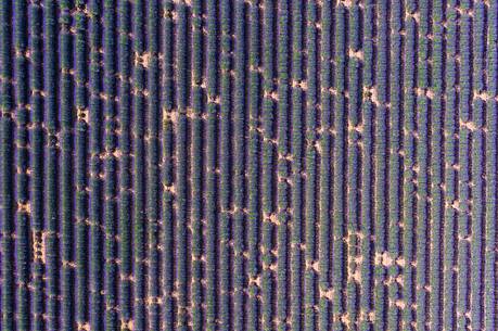 Lavender fields of Provence seen from above