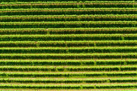 Geometries on rows of wine