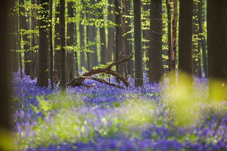 The Blue Forest of Belgium. Hallerbos or Halle Forest is known for its bluebell carpet which covers the forest floor for a few weeks each spring.