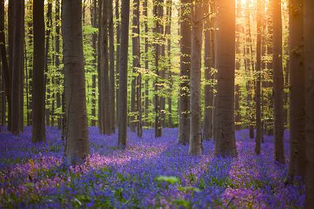 The Blue Forest of Belgium. Hallerbos or Halle Forest is known for its bluebell carpet which covers the forest floor for a few weeks each spring.