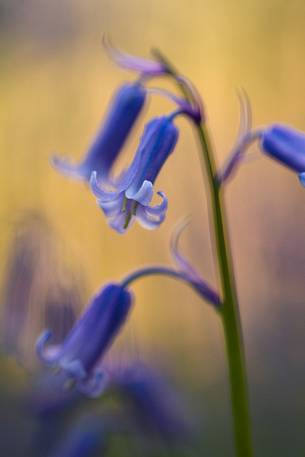 The Blue Forest of Belgium. Hallerbos or Halle Forest is known for its bluebell carpet which covers the forest floor for a few weeks each spring.