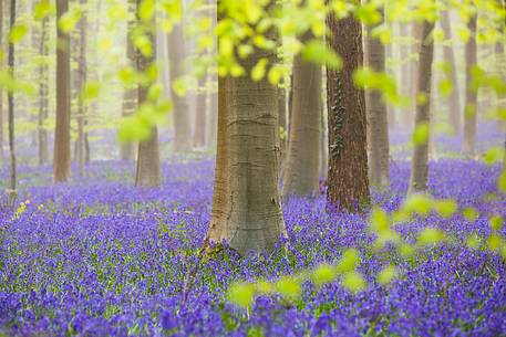 The Blue Forest of Belgium. Hallerbos or Halle Forest is known for its bluebell carpet which covers the forest floor for a few weeks each spring.