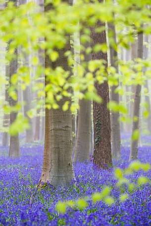 The Blue Forest of Belgium. Hallerbos or Halle Forest is known for its bluebell carpet which covers the forest floor for a few weeks each spring.