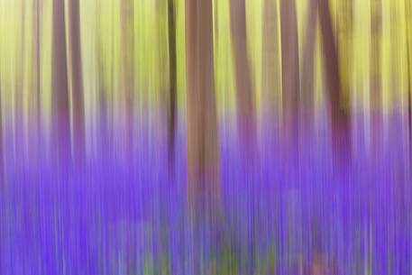 The Blue Forest of Belgium. Hallerbos or Halle Forest is known for its bluebell carpet which covers the forest floor for a few weeks each spring.