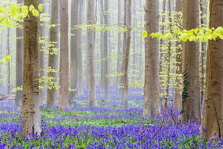 The Blue Forest of Belgium. Hallerbos or Halle Forest is known for its bluebell carpet which covers the forest floor for a few weeks each spring.