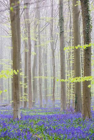 The Blue Forest of Belgium. Hallerbos or Halle Forest is known for its bluebell carpet which covers the forest floor for a few weeks each spring. The Blue Forest of Belgium. Hallerbos or Halle Forest is known for its bluebell carpet which covers the forest floor for a few weeks each spring.