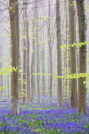 The Blue Forest of Belgium. Hallerbos or Halle Forest is known for its bluebell carpet which covers the forest floor for a few weeks each spring.