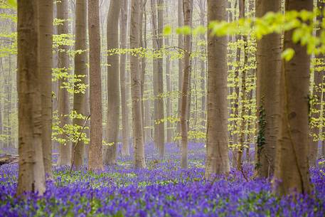 The Blue Forest of Belgium. Hallerbos or Halle Forest is known for its bluebell carpet which covers the forest floor for a few weeks each spring. The Blue Forest of Belgium. Hallerbos or Halle Forest is known for its bluebell carpet which covers the forest floor for a few weeks each spring.