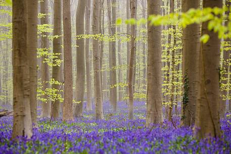 The Blue Forest of Belgium. Hallerbos or Halle Forest is known for its bluebell carpet which covers the forest floor for a few weeks each spring.