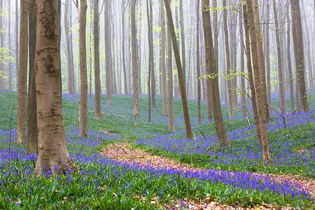 The Blue Forest of Belgium. Hallerbos or Halle Forest is known for its bluebell carpet which covers the forest floor for a few weeks each spring.