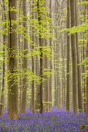 The Blue Forest of Belgium. Hallerbos or Halle Forest is known for its bluebell carpet which covers the forest floor for a few weeks each spring.