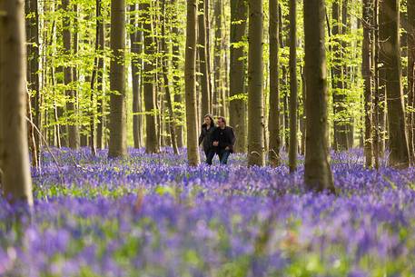 The Blue Forest of Belgium. Hallerbos or Halle Forest is known for its bluebell carpet which covers the forest floor for a few weeks each spring.