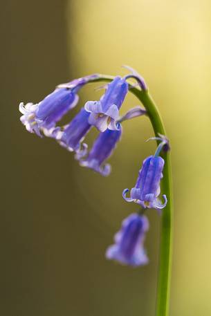 The Blue Forest of Belgium. Hallerbos or Halle Forest is known for its bluebell carpet which covers the forest floor for a few weeks each spring.