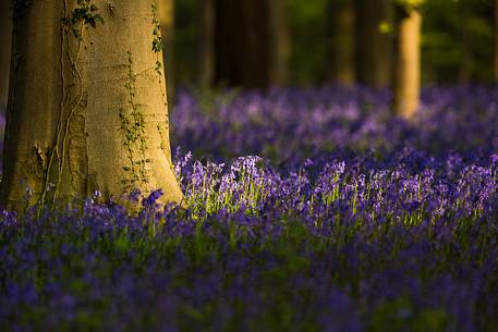 The Blue Forest of Belgium. Hallerbos or Halle Forest is known for its bluebell carpet which covers the forest floor for a few weeks each spring.