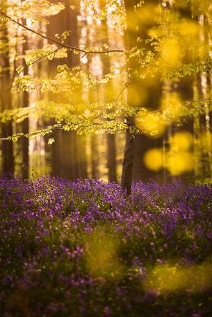 The Blue Forest of Belgium. Hallerbos or Halle Forest is known for its bluebell carpet which covers the forest floor for a few weeks each spring.