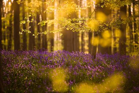 The Blue Forest of Belgium. Hallerbos or Halle Forest is known for its bluebell carpet which covers the forest floor for a few weeks each spring.