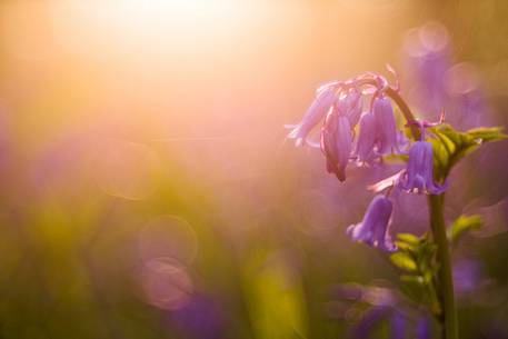 The Blue Forest of Belgium. Hallerbos or Halle Forest is known for its bluebell carpet which covers the forest floor for a few weeks each spring. The Blue Forest of Belgium. Hallerbos or Halle Forest is known for its bluebell carpet which covers the forest floor for a few weeks each spring.