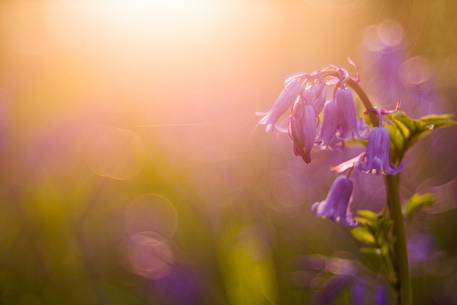 The Blue Forest of Belgium. Hallerbos or Halle Forest is known for its bluebell carpet which covers the forest floor for a few weeks each spring.