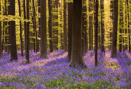 The Blue Forest of Belgium. Hallerbos or Halle Forest is known for its bluebell carpet which covers the forest floor for a few weeks each spring.