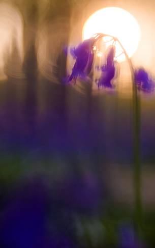 The Blue Forest of Belgium. Hallerbos or Halle Forest is known for its bluebell carpet which covers the forest floor for a few weeks each spring.