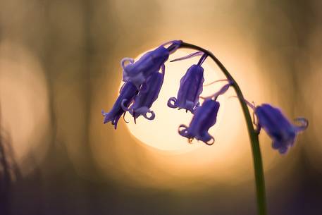 The Blue Forest of Belgium. Hallerbos or Halle Forest is known for its bluebell carpet which covers the forest floor for a few weeks each spring. The Blue Forest of Belgium. Hallerbos or Halle Forest is known for its bluebell carpet which covers the forest floor for a few weeks each spring.