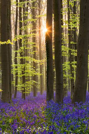 The Blue Forest of Belgium. Hallerbos or Halle Forest is known for its bluebell carpet which covers the forest floor for a few weeks each spring. The Blue Forest of Belgium. Hallerbos or Halle Forest is known for its bluebell carpet which covers the forest floor for a few weeks each spring.