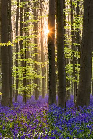 The Blue Forest of Belgium. Hallerbos or Halle Forest is known for its bluebell carpet which covers the forest floor for a few weeks each spring.