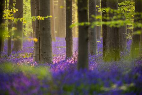 The Blue Forest of Belgium. Hallerbos or Halle Forest is known for its bluebell carpet which covers the forest floor for a few weeks each spring. The Blue Forest of Belgium. Hallerbos or Halle Forest is known for its bluebell carpet which covers the forest floor for a few weeks each spring.