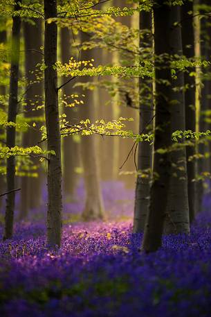The Blue Forest of Belgium. Hallerbos or Halle Forest is known for its bluebell carpet which covers the forest floor for a few weeks each spring. The Blue Forest of Belgium. Hallerbos or Halle Forest is known for its bluebell carpet which covers the forest floor for a few weeks each spring.