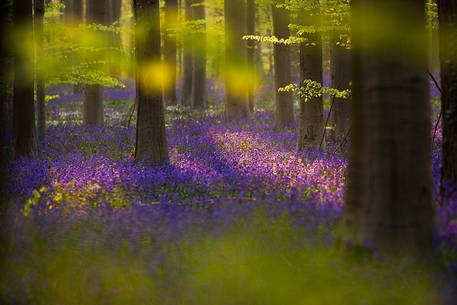 The Blue Forest of Belgium. Hallerbos or Halle Forest is known for its bluebell carpet which covers the forest floor for a few weeks each spring.