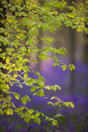 The Blue Forest of Belgium. Hallerbos or Halle Forest is known for its bluebell carpet which covers the forest floor for a few weeks each spring.