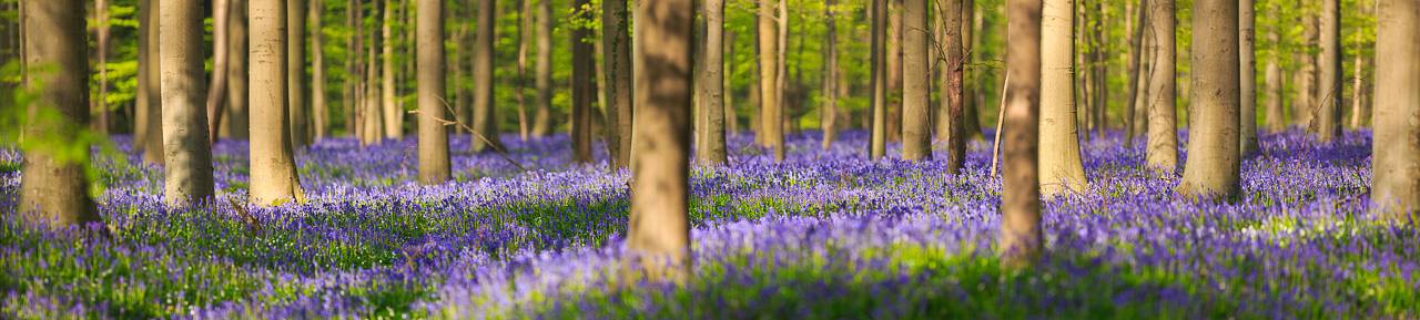 The Blue Forest of Belgium. Hallerbos or Halle Forest is known for its bluebell carpet which covers the forest floor for a few weeks each spring. The Blue Forest of Belgium. Hallerbos or Halle Forest is known for its bluebell carpet which covers the forest floor for a few weeks each spring.