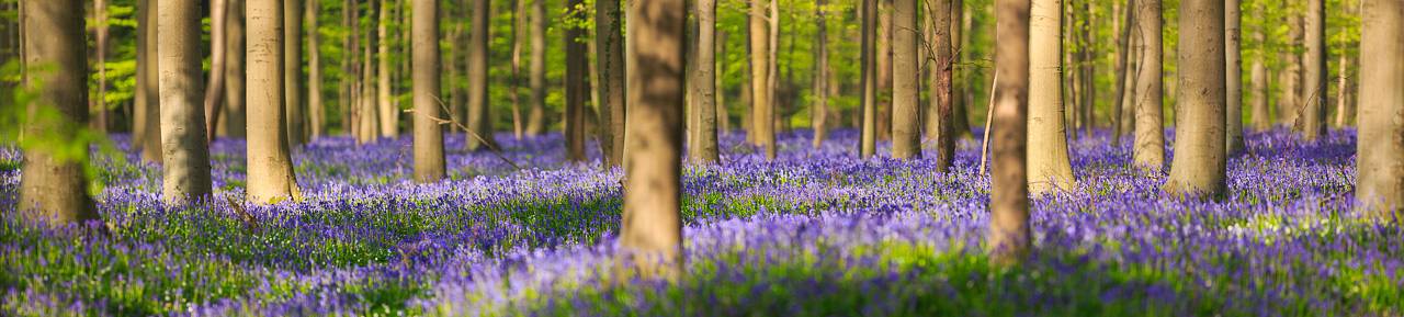 The Blue Forest of Belgium. Hallerbos or Halle Forest is known for its bluebell carpet which covers the forest floor for a few weeks each spring.