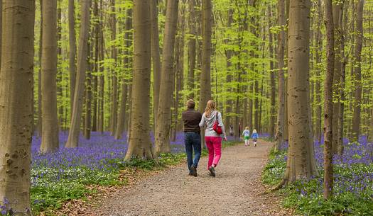 The Blue Forest of Belgium. Hallerbos or Halle Forest is known for its bluebell carpet which covers the forest floor for a few weeks each spring.