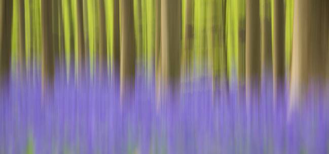 The Blue Forest of Belgium. Hallerbos or Halle Forest is known for its bluebell carpet which covers the forest floor for a few weeks each spring. The Blue Forest of Belgium. Hallerbos or Halle Forest is known for its bluebell carpet which covers the forest floor for a few weeks each spring.