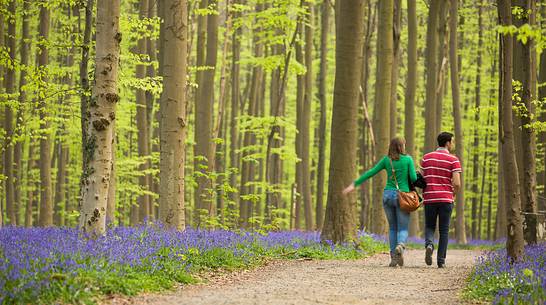 The Blue Forest of Belgium. Hallerbos or Halle Forest is known for its bluebell carpet which covers the forest floor for a few weeks each spring. The Blue Forest of Belgium. Hallerbos or Halle Forest is known for its bluebell carpet which covers the forest floor for a few weeks each spring.