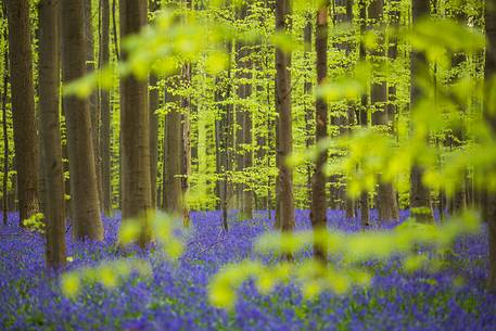 The Blue Forest of Belgium. Hallerbos or Halle Forest is known for its bluebell carpet which covers the forest floor for a few weeks each spring. The Blue Forest of Belgium. Hallerbos or Halle Forest is known for its bluebell carpet which covers the forest floor for a few weeks each spring.