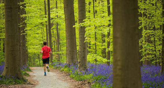 The Blue Forest of Belgium. Hallerbos or Halle Forest is known for its bluebell carpet which covers the forest floor for a few weeks each spring.