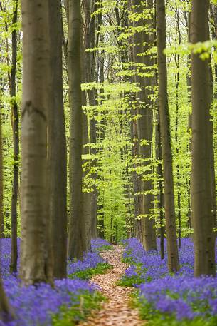 The Blue Forest of Belgium. Hallerbos or Halle Forest is known for its bluebell carpet which covers the forest floor for a few weeks each spring. The Blue Forest of Belgium. Hallerbos or Halle Forest is known for its bluebell carpet which covers the forest floor for a few weeks each spring.