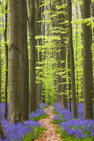 The Blue Forest of Belgium. Hallerbos or Halle Forest is known for its bluebell carpet which covers the forest floor for a few weeks each spring.