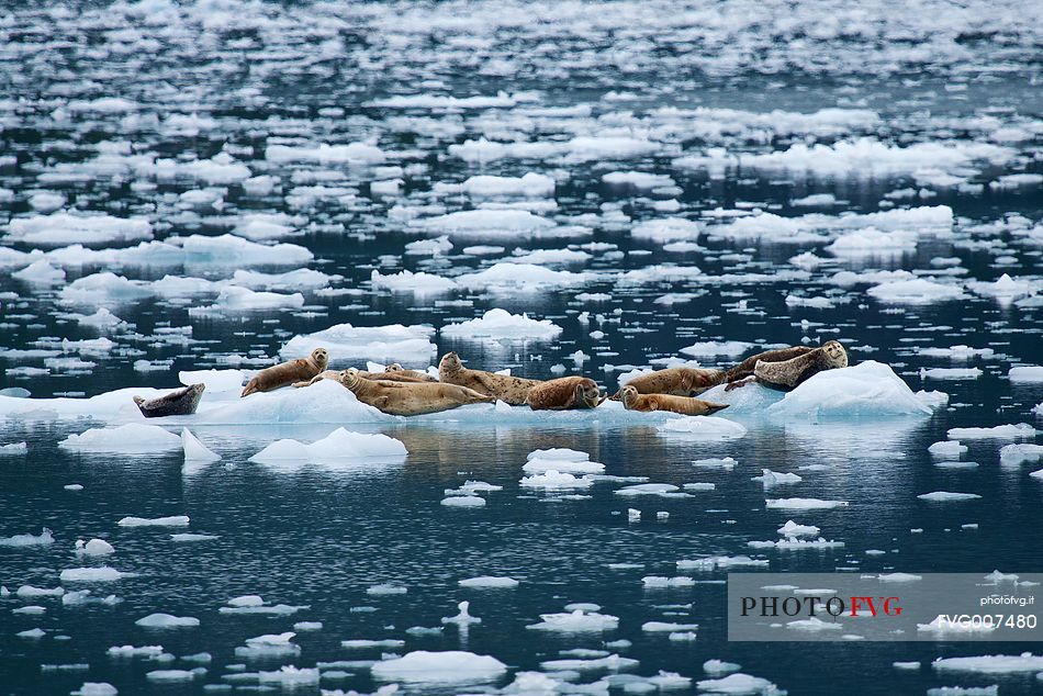 Sea lions drifting away on small icebergs, Prince William Sound, Alaska.
